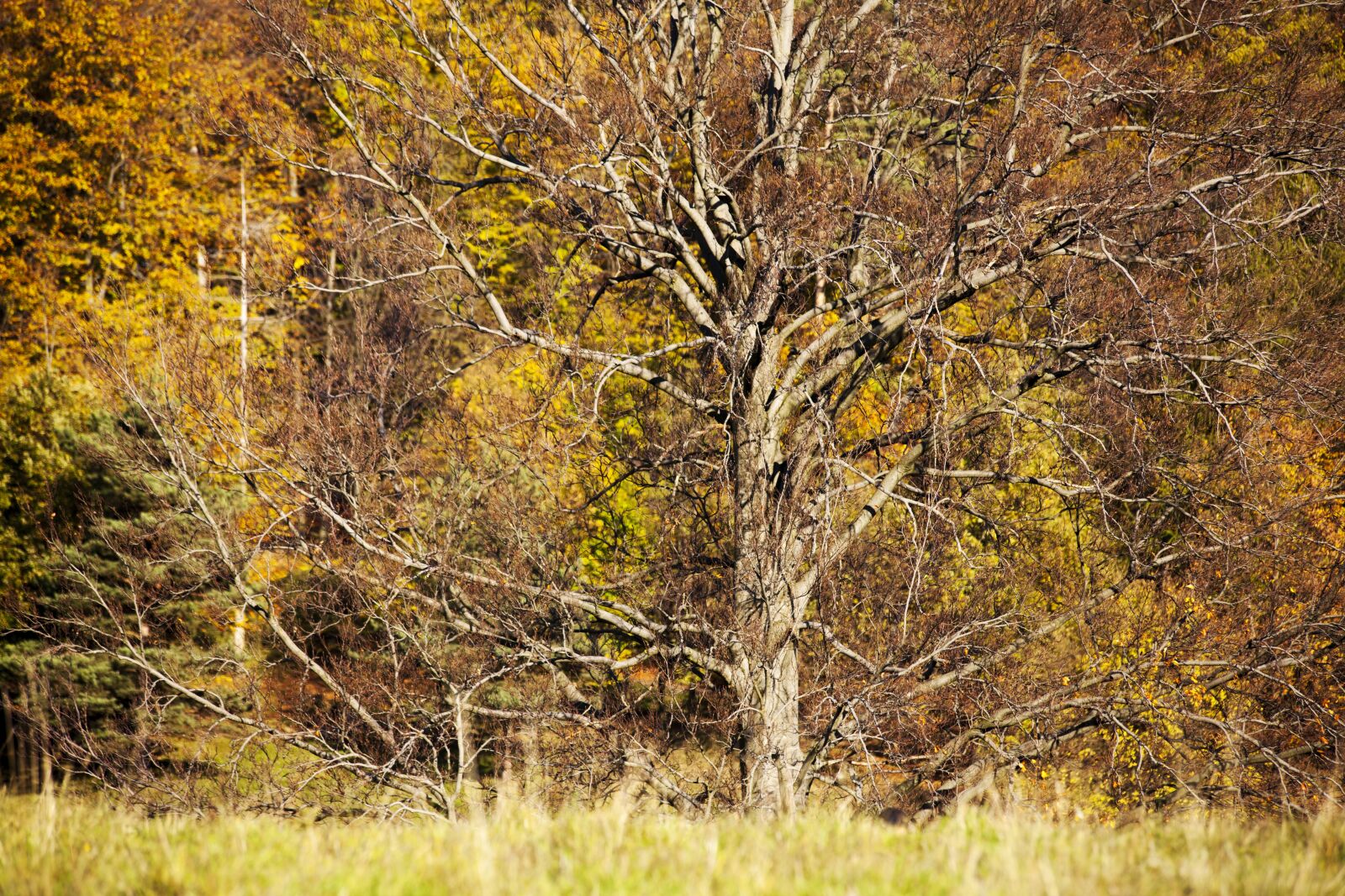 Canon EF 70-300mm F4-5.6 IS USM sample photo. Autumn, colored leaves, the photography