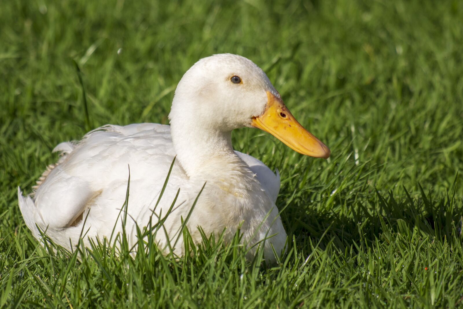 Canon EF 70-300 F4-5.6 IS II USM sample photo. Duck, white, yellow photography