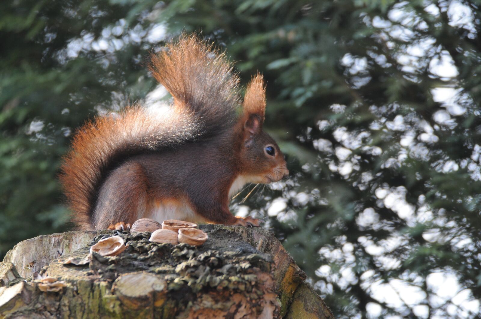 Nikon D5000 sample photo. Mammal, squirrel, tree photography