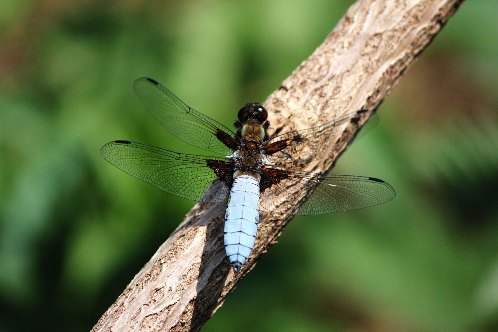 Canon EOS 550D (EOS Rebel T2i / EOS Kiss X4) sample photo. Dragonfly, spring, nature photography