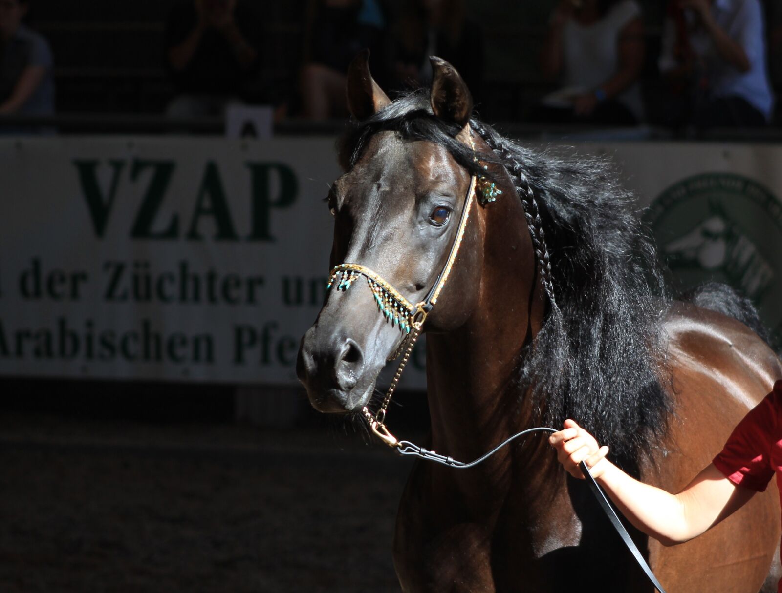 Canon EF 75-300mm f/4-5.6 sample photo. Horse, arabian horse, arabs photography