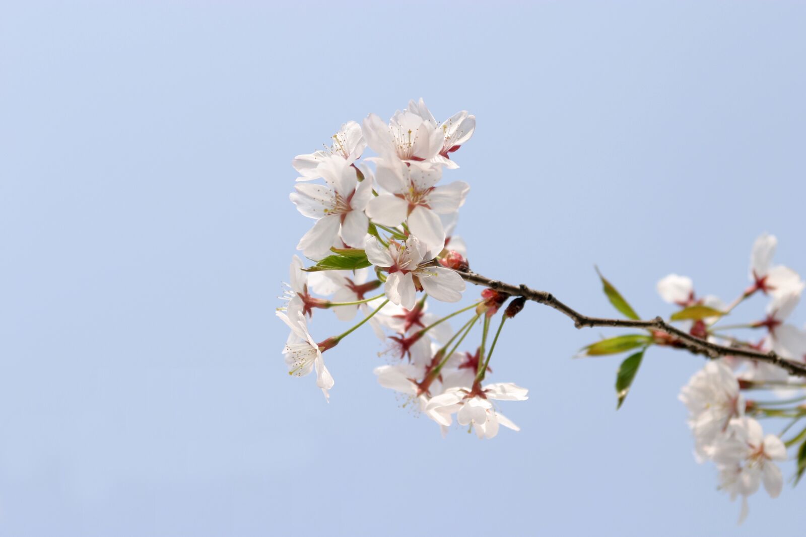 Canon EOS 10D sample photo. Spring, cherry blossom, sky photography