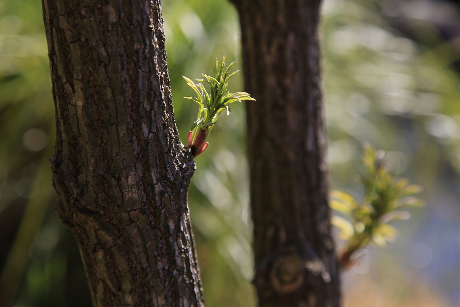 Canon EOS 6D + Canon EF 24-105mm F4L IS USM sample photo. Wood, leaf, bud photography
