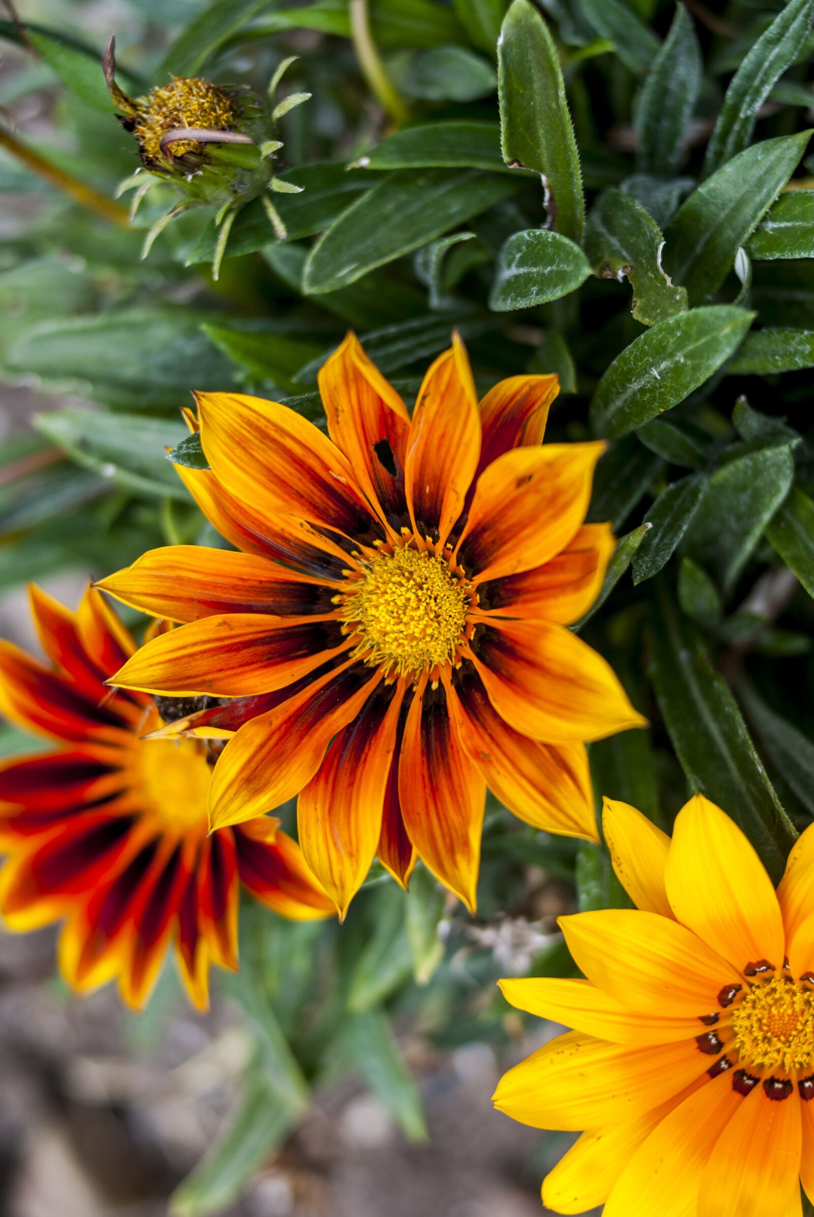Nikon D60 sample photo. Nature, flower, plant photography