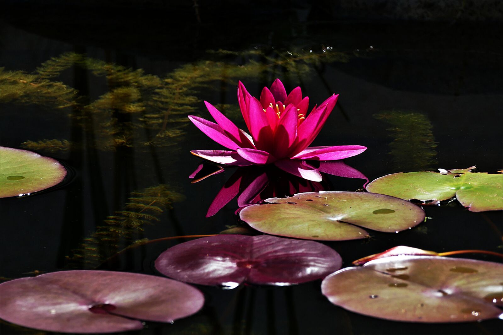 Panasonic Lumix DMC-FZ1000 sample photo. Water lily, nuphar lutea photography