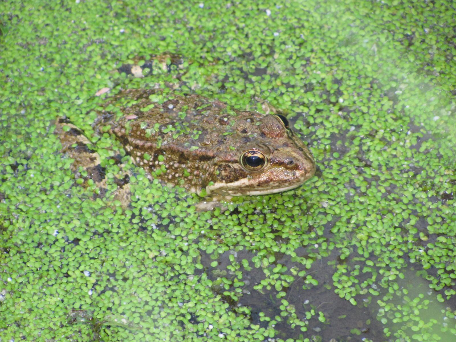 Canon PowerShot SX120 IS sample photo. Frog, lake, hidden photography