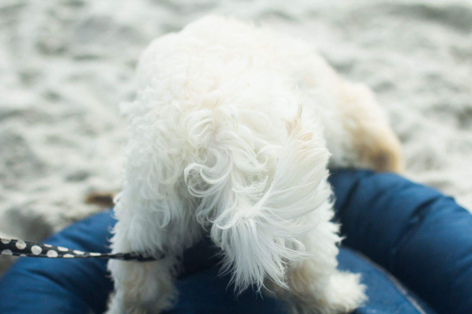 Canon EOS 60D + Canon EF 50mm F1.4 USM sample photo. Puppy, behind, dog photography