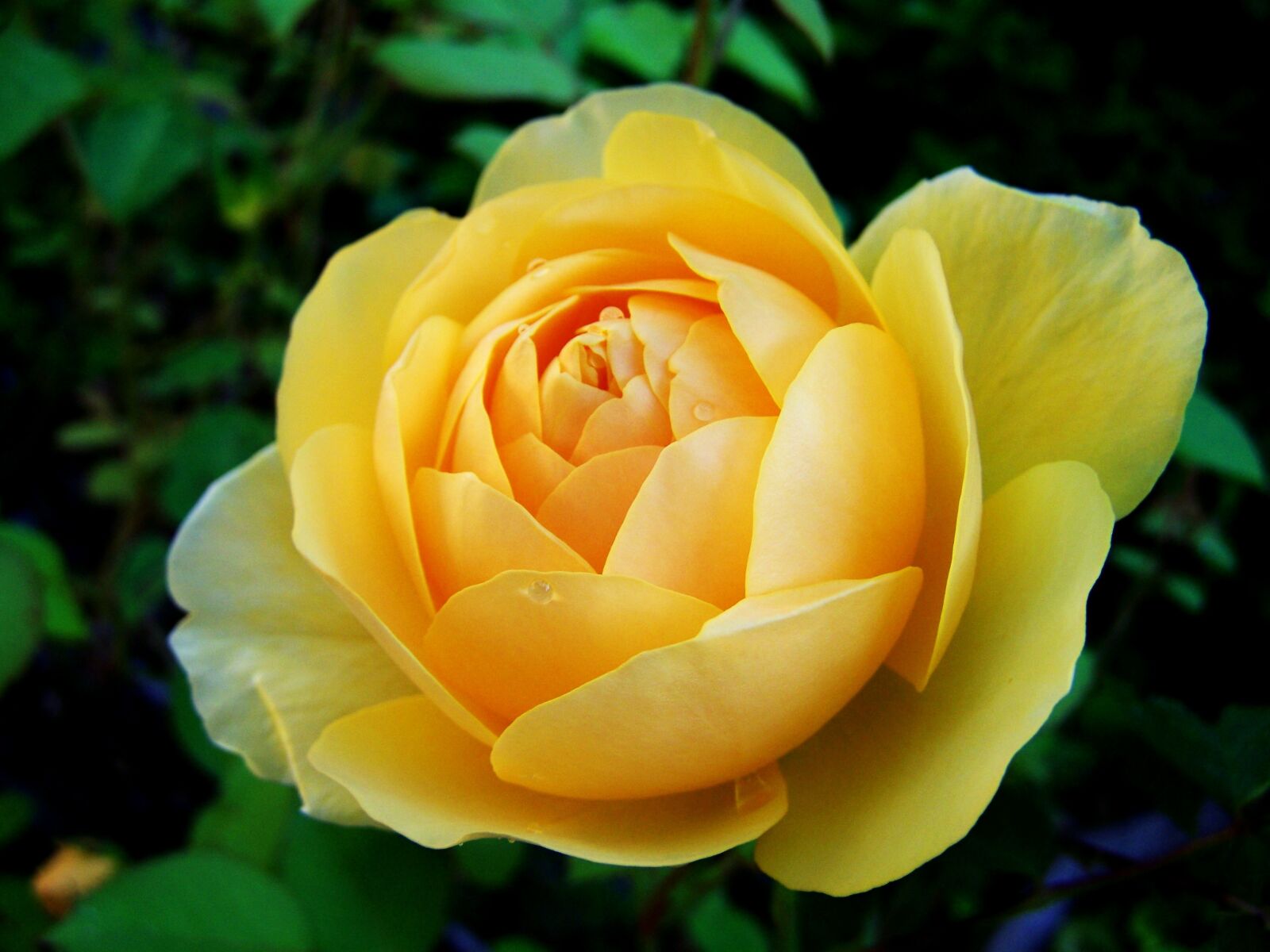 Kodak EASYSHARE ZD710 ZOOM DIGITAL CAMERA sample photo. Rose, yellow roses, summer photography