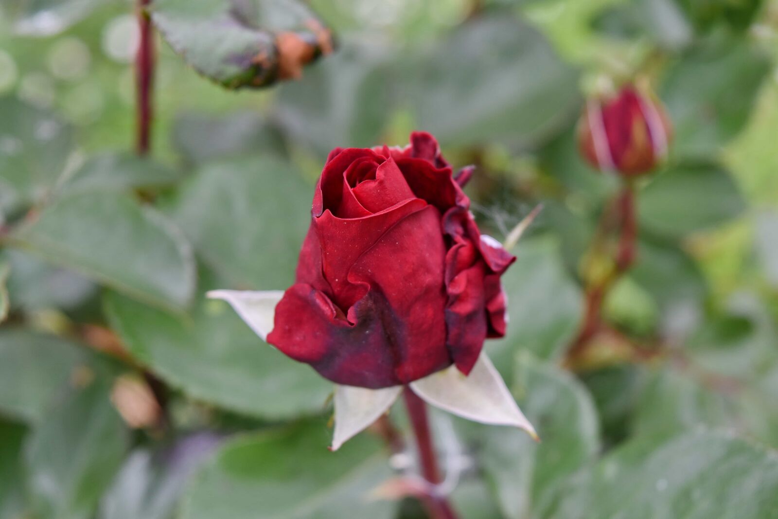 Nikon D5500 sample photo. Dry, green leaves, red photography