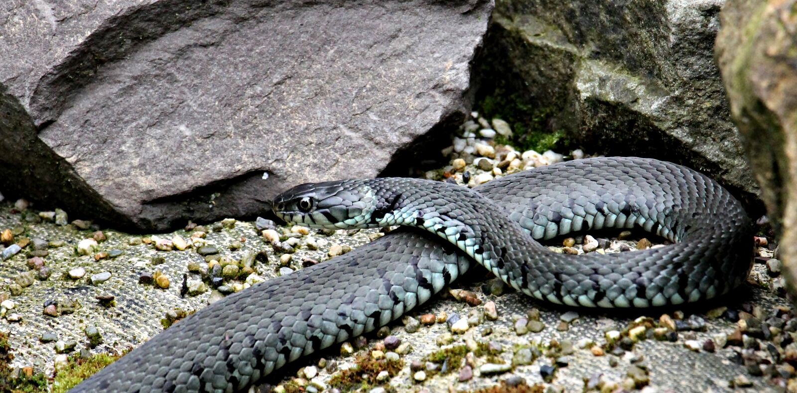 Canon EOS 550D (EOS Rebel T2i / EOS Kiss X4) sample photo. Grass snake, snake, reptile photography