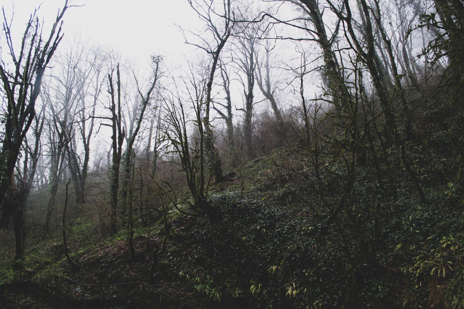 Nikon D3100 sample photo. Forest, mysterious, landscape photography