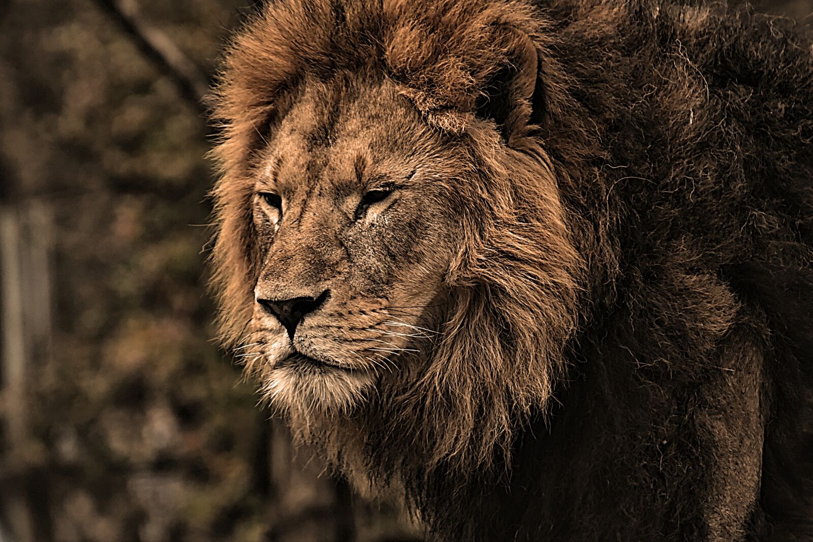 Nikon D7200 sample photo. Lion, predator, dangerous photography