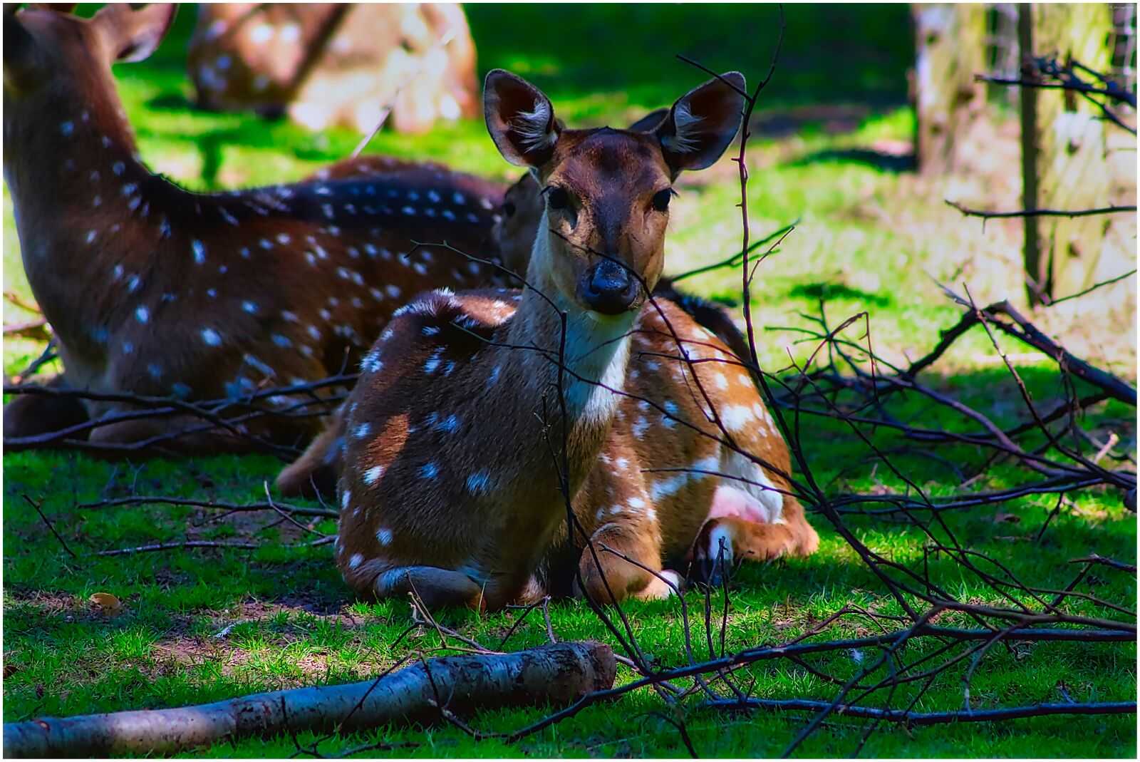 Canon EF75-300mm f/4-5.6 sample photo. Roe deer, enclosure, wild photography