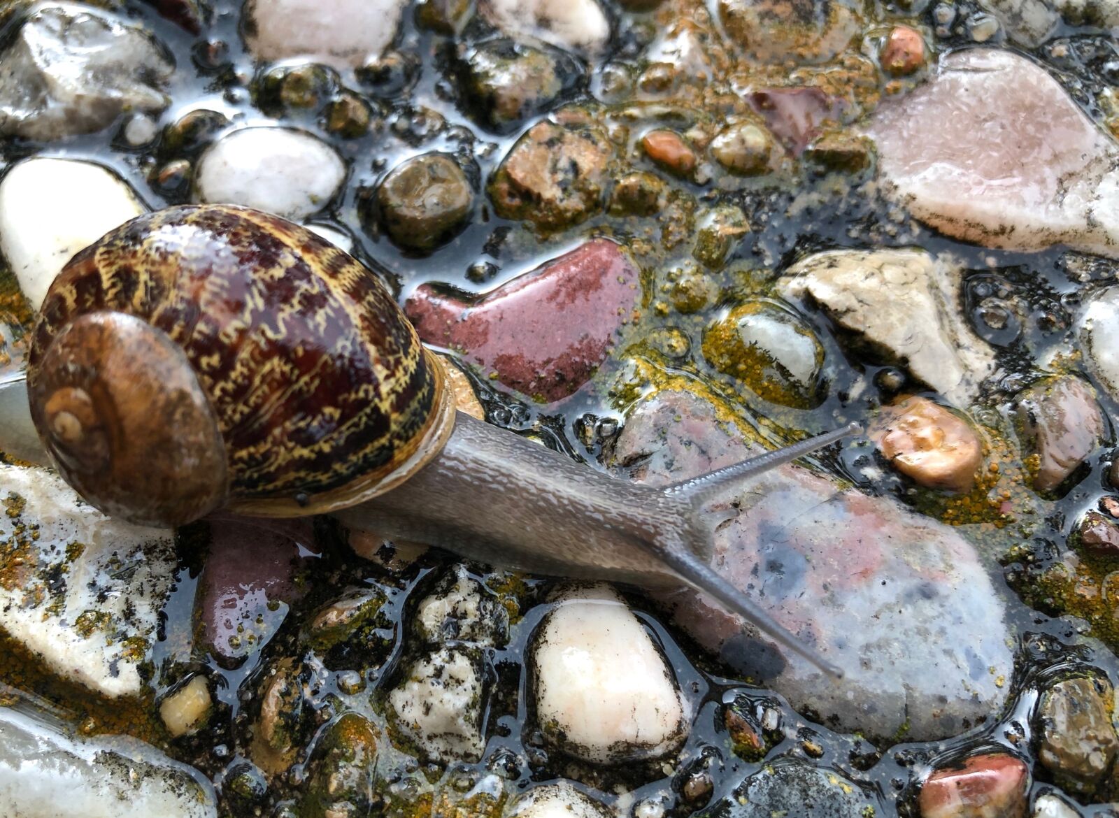 iPhone X back dual camera 4mm f/1.8 sample photo. Snail, pebbles, pebble photography