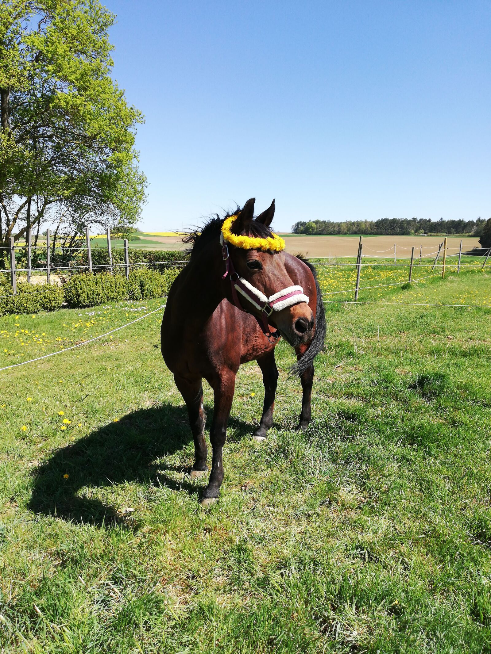 HUAWEI P20 lite sample photo. Horse, pony, pasture photography