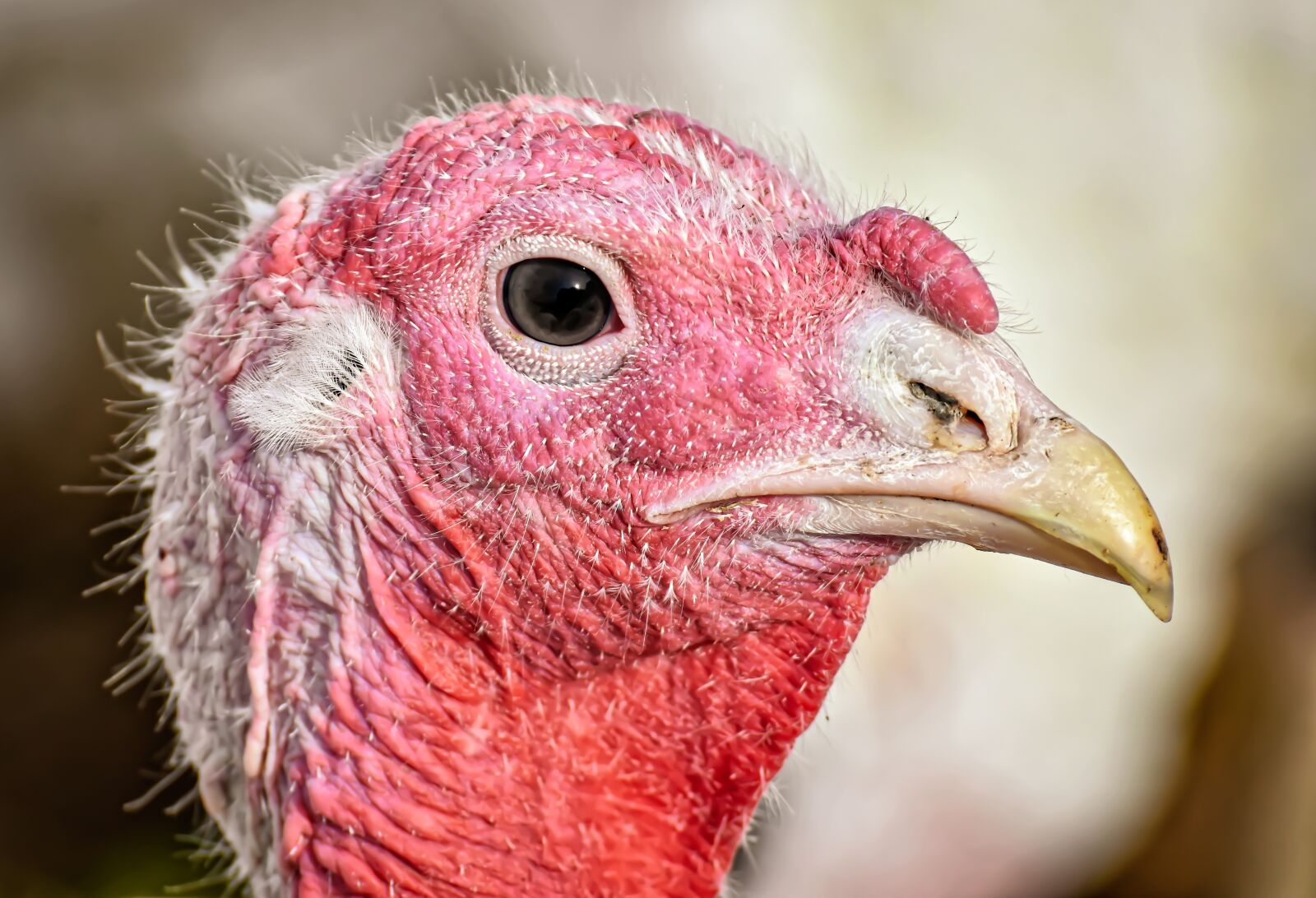 Nikon D7200 sample photo. Turkeys, birds, poultry photography