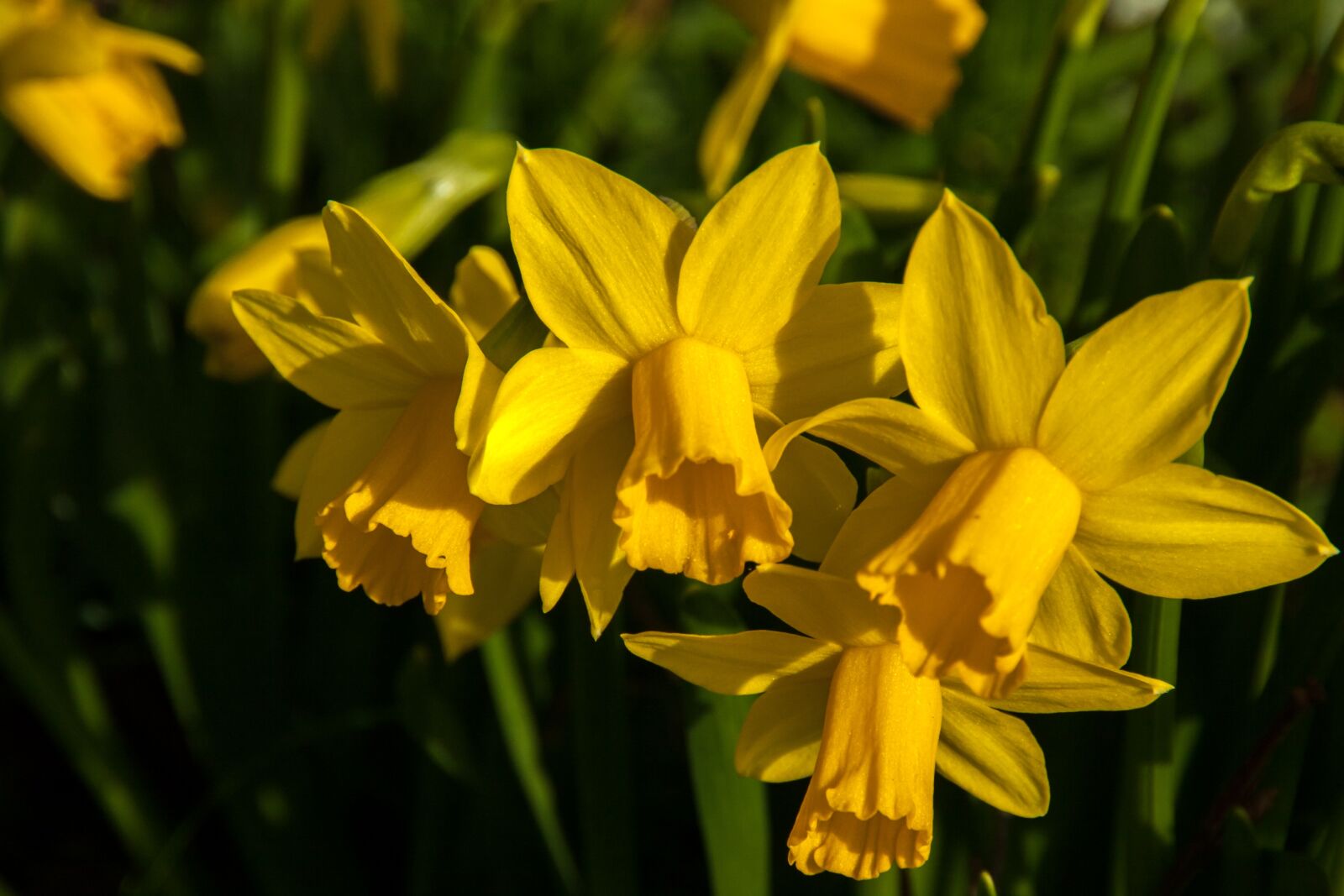 Canon EOS 400D (EOS Digital Rebel XTi / EOS Kiss Digital X) sample photo. Narcissus, daffodil, easter photography