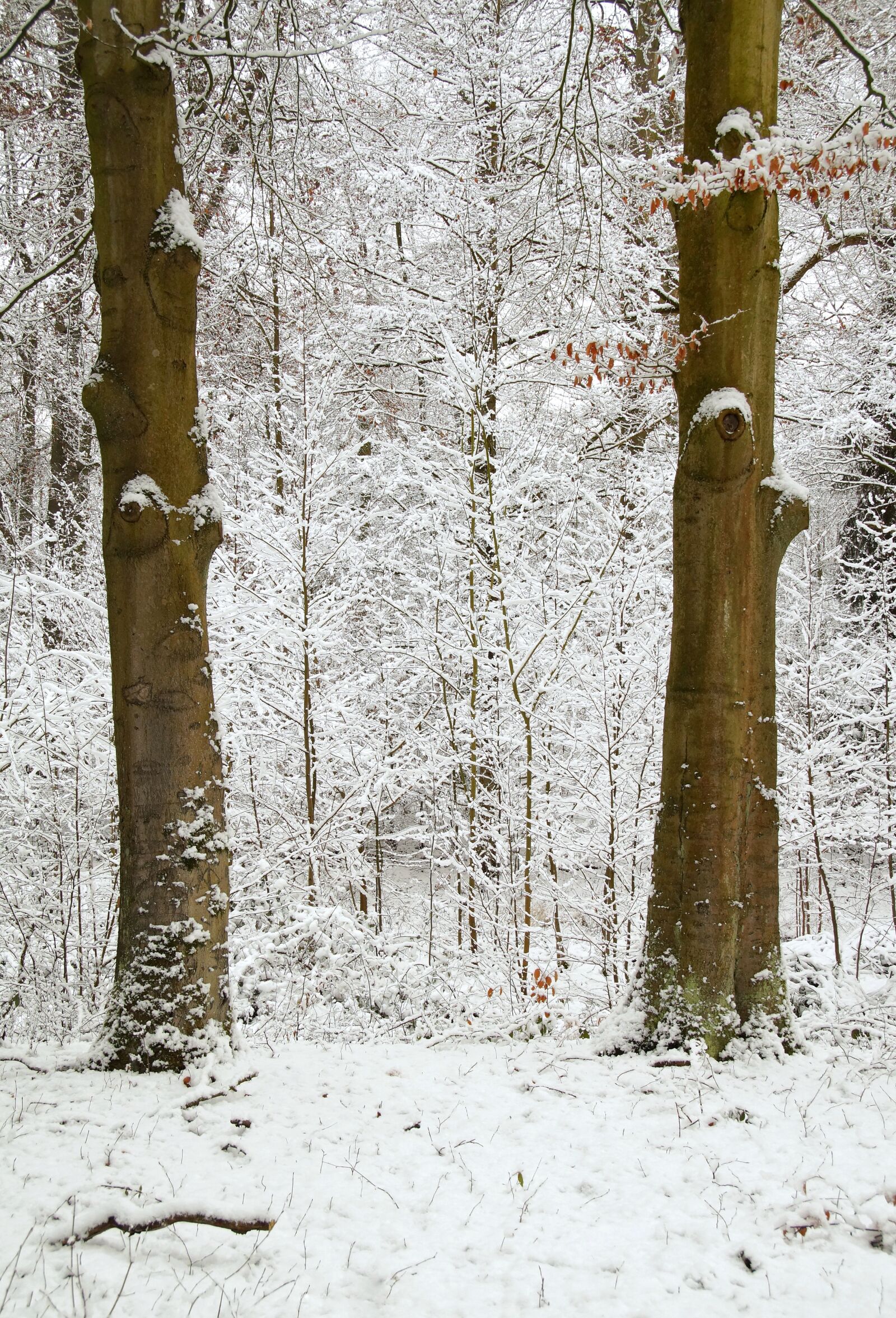 Sony SLT-A58 sample photo. Forest, trees, winter photography