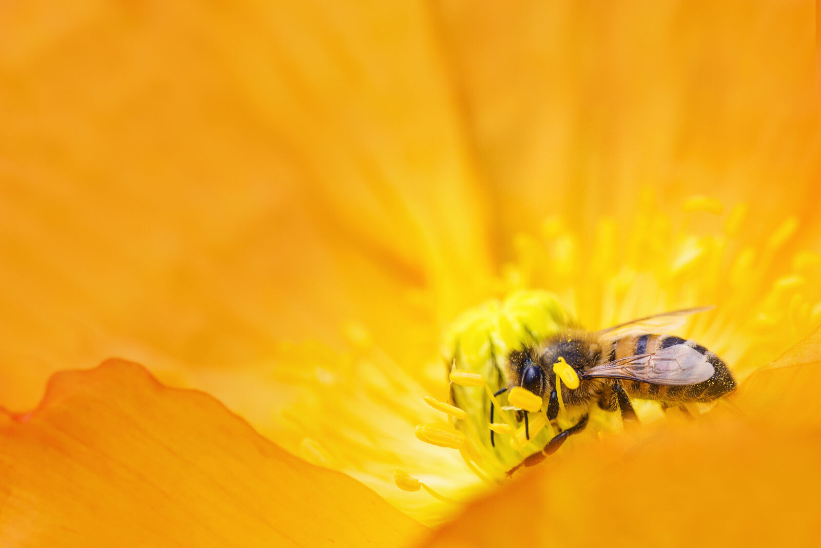 Nikon D800 sample photo. Animal, bee, bloom, blooming photography