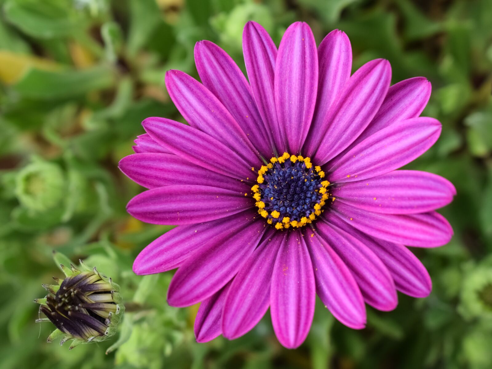 Nikon D3300 sample photo. African daisy, osteospermum, garden photography