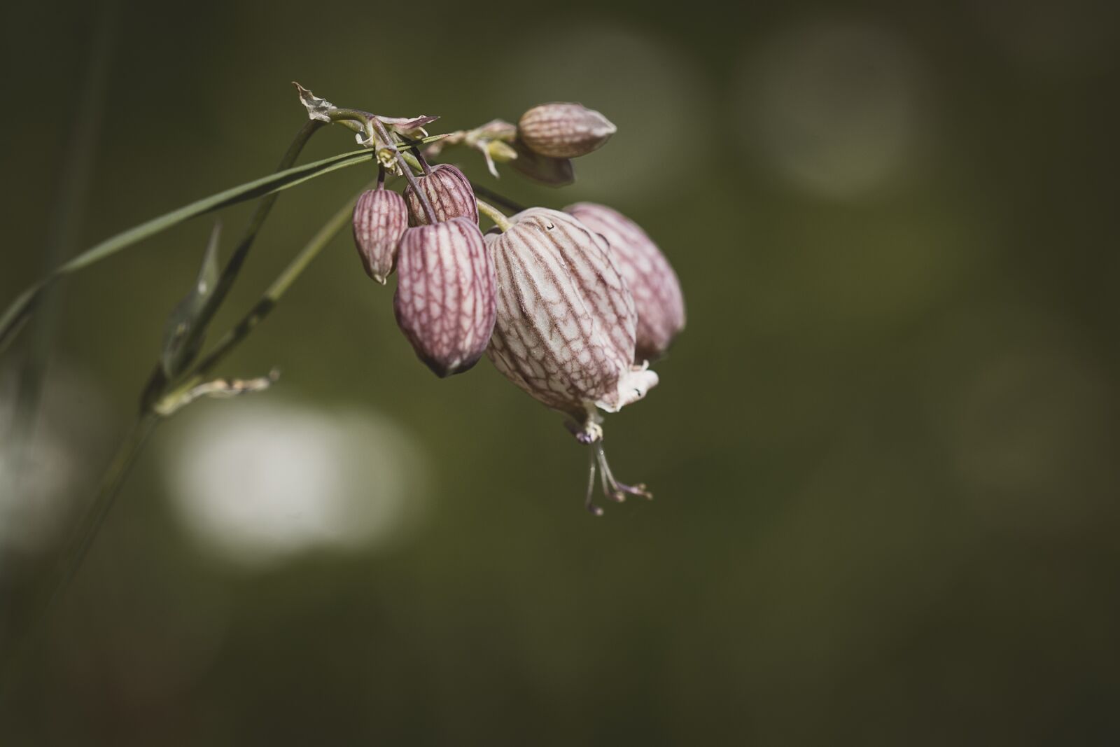 Nikon D7100 sample photo. Plant, flowers, nature photography