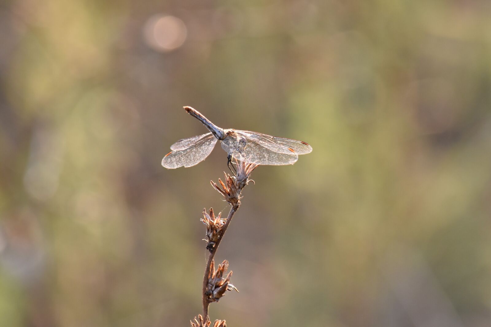 Nikon D5500 sample photo. Beautiful photo, dragonfly, lacewing photography