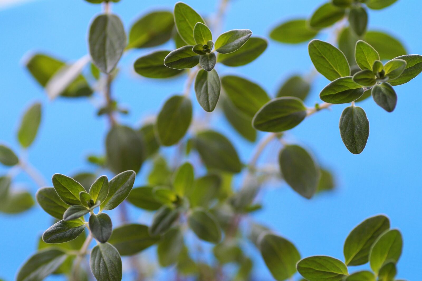 Sony SLT-A58 sample photo. Marjoram, fresh, the motif photography