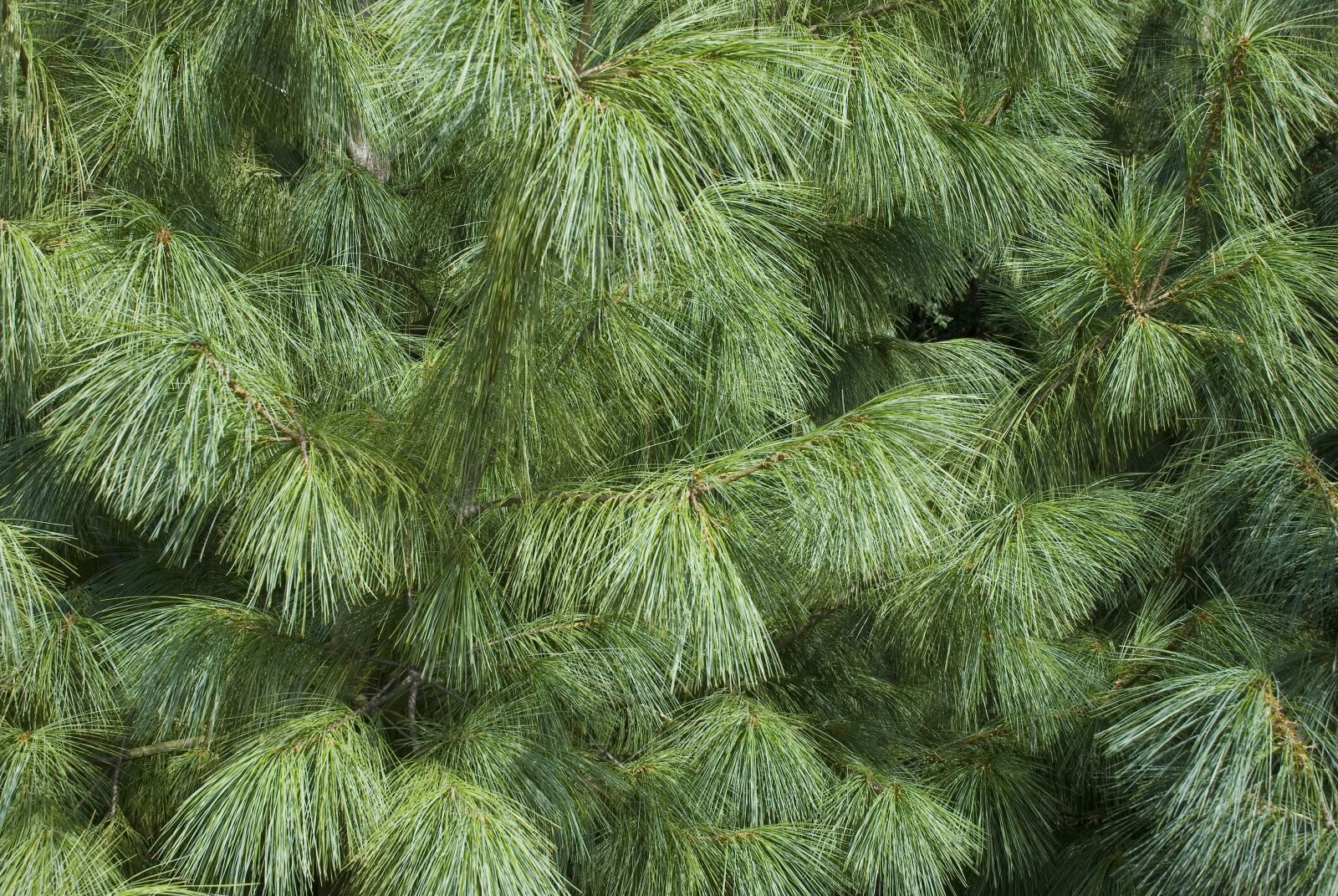 Nikon D80 sample photo. Tree, conifer, needle photography