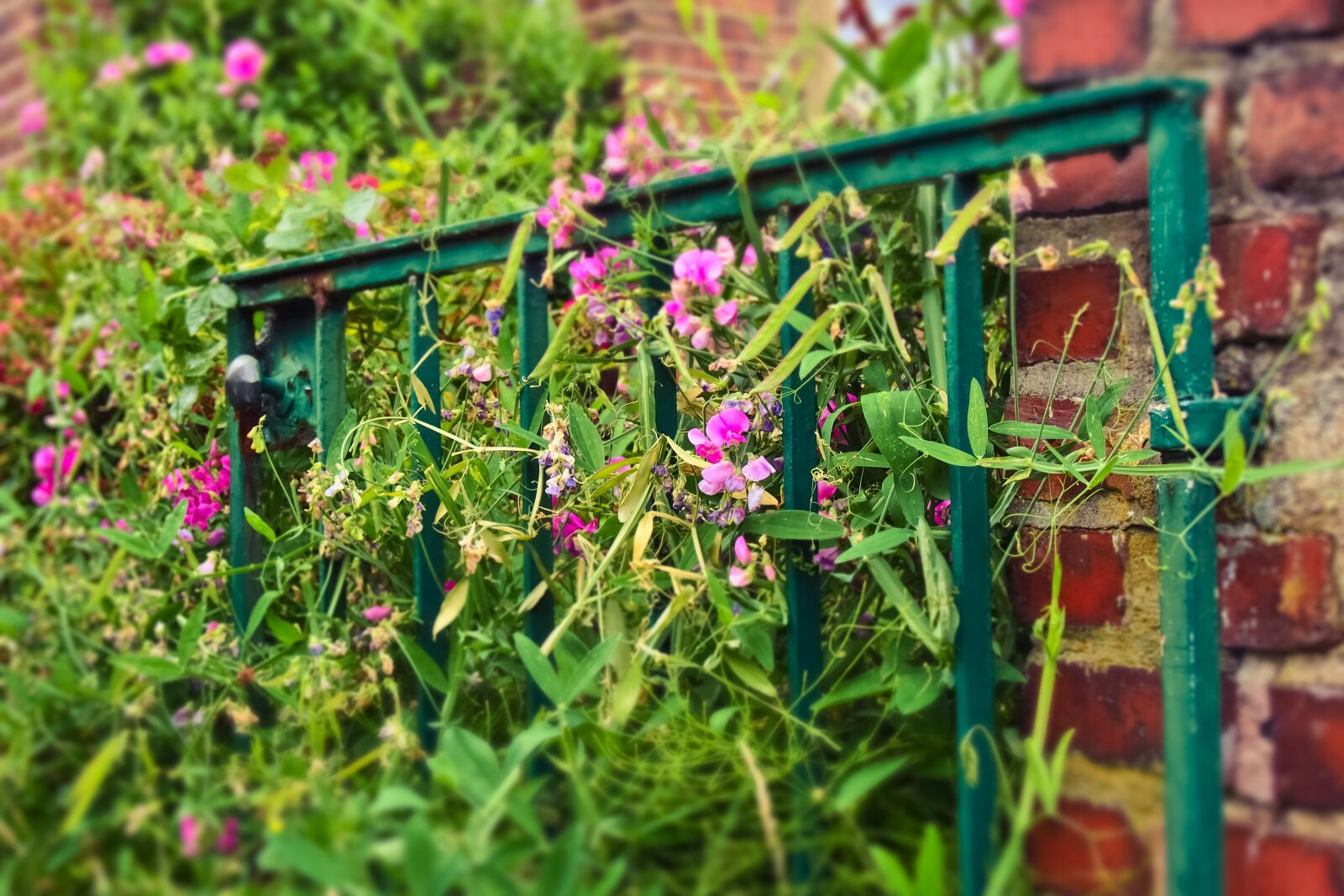 Olympus OM-D E-M10 sample photo. Garden gate, goal, input photography