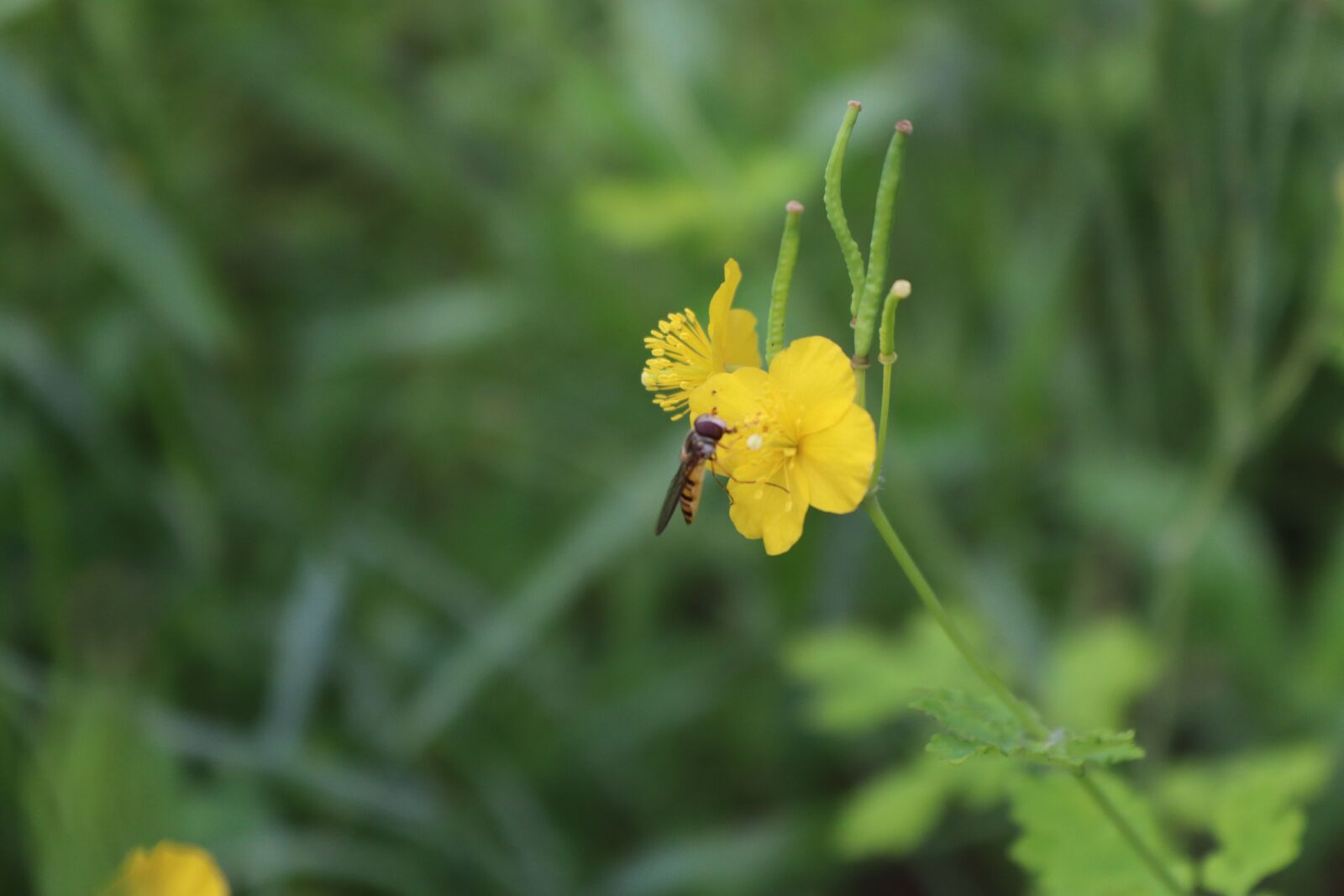 Canon EOS 800D (EOS Rebel T7i / EOS Kiss X9i) sample photo. 벌, 꽃, 자연 photography