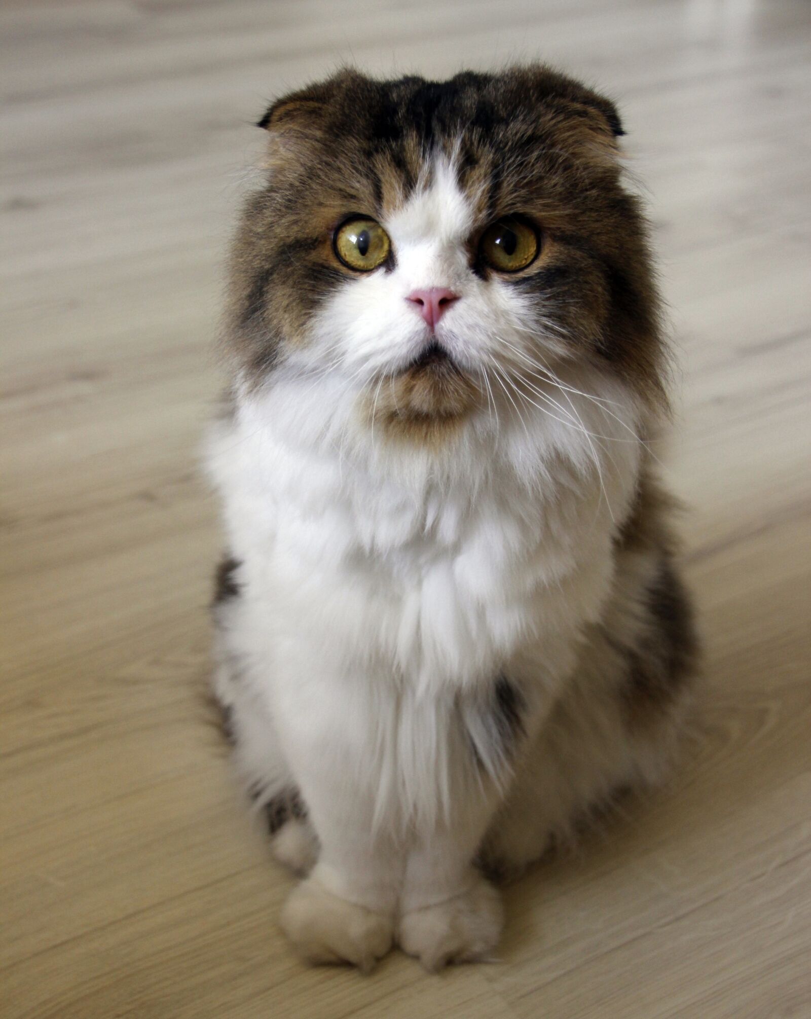 Canon EOS 600D (Rebel EOS T3i / EOS Kiss X5) sample photo. Cat, pet, sitting photography