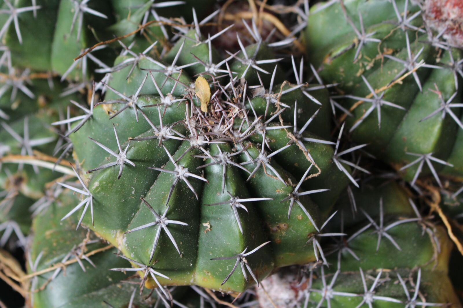 Canon EOS 700D (EOS Rebel T5i / EOS Kiss X7i) sample photo. Desert, fruit, mar photography