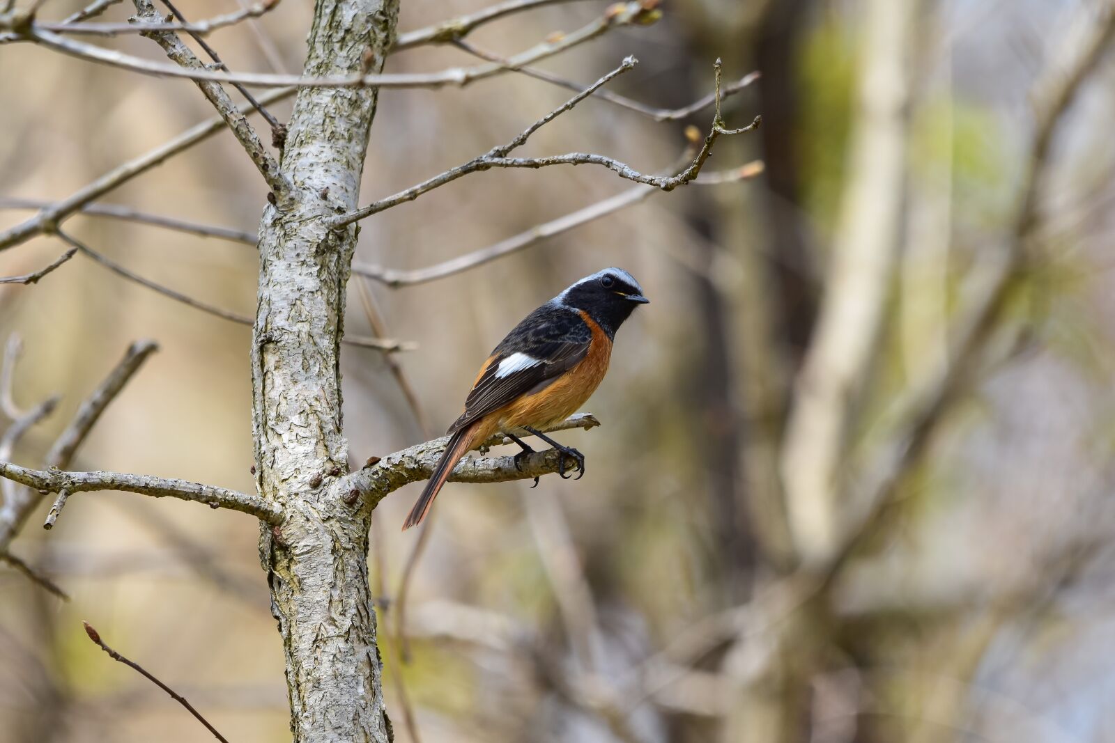 Nikon D7200 sample photo. Animal, forest, wood photography
