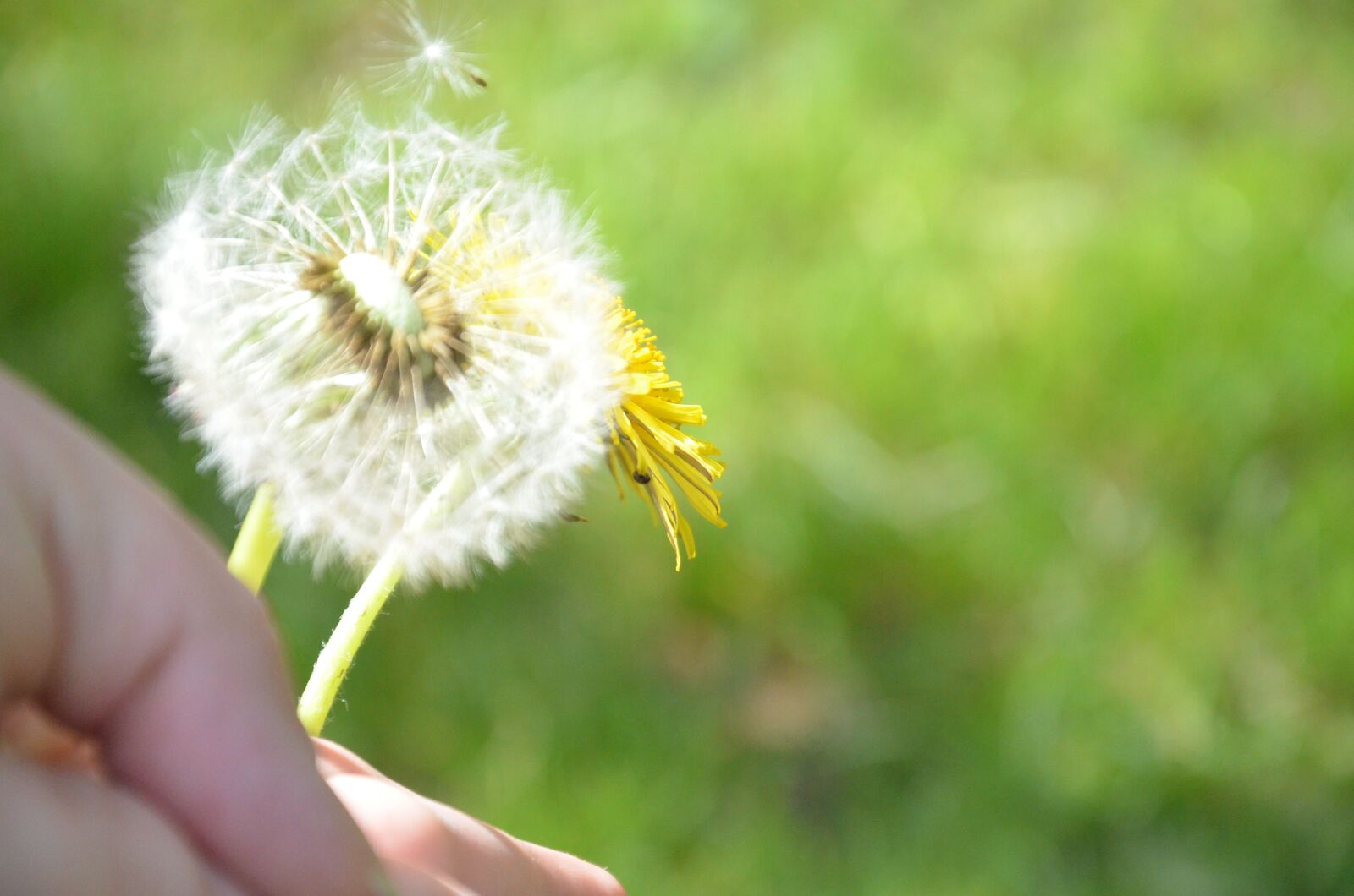 Nikon D5100 sample photo. Dandelion, sonchus oleraceus, nuns photography