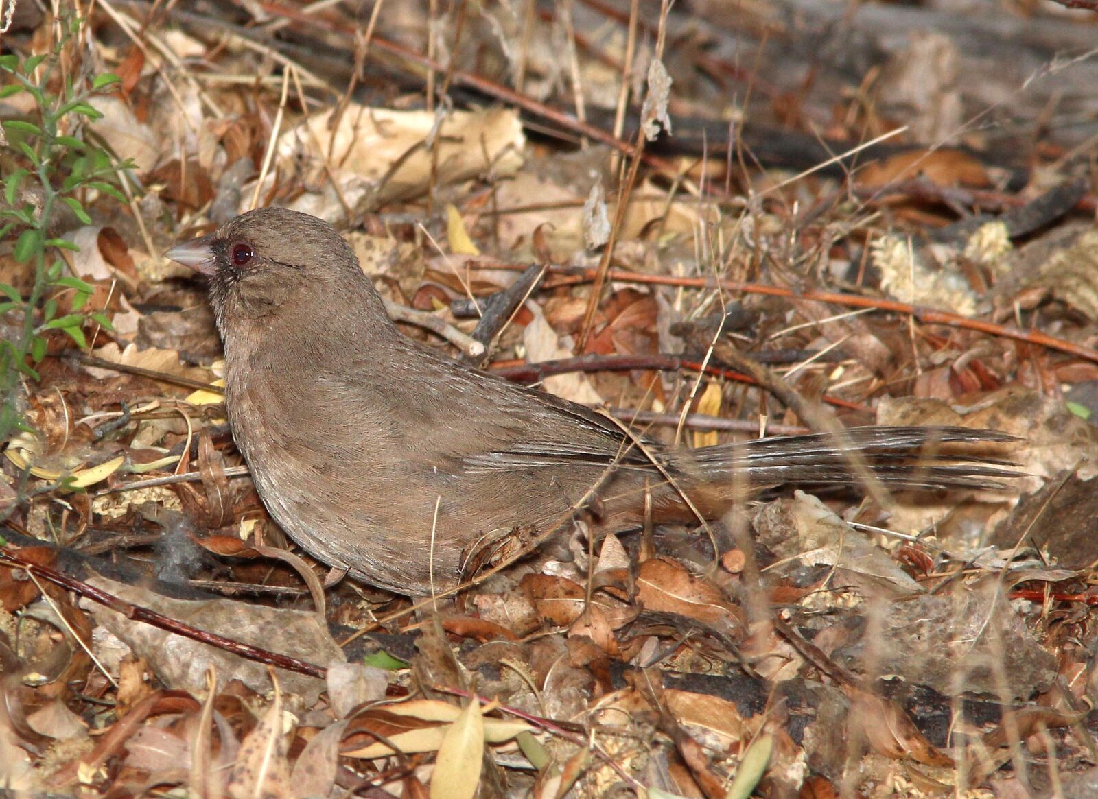 Canon EF 300mm F4L IS USM sample photo