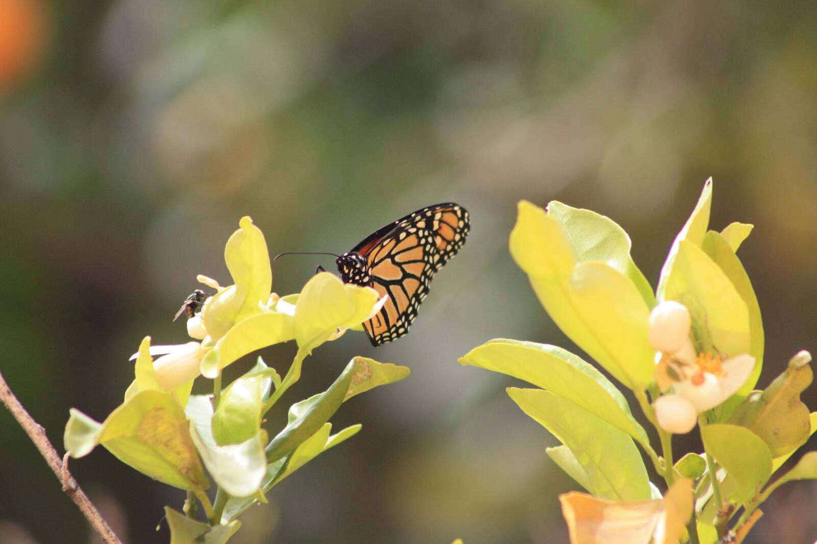 Canon EOS 450D (EOS Rebel XSi / EOS Kiss X2) sample photo. Monarch, butterfly, insect photography