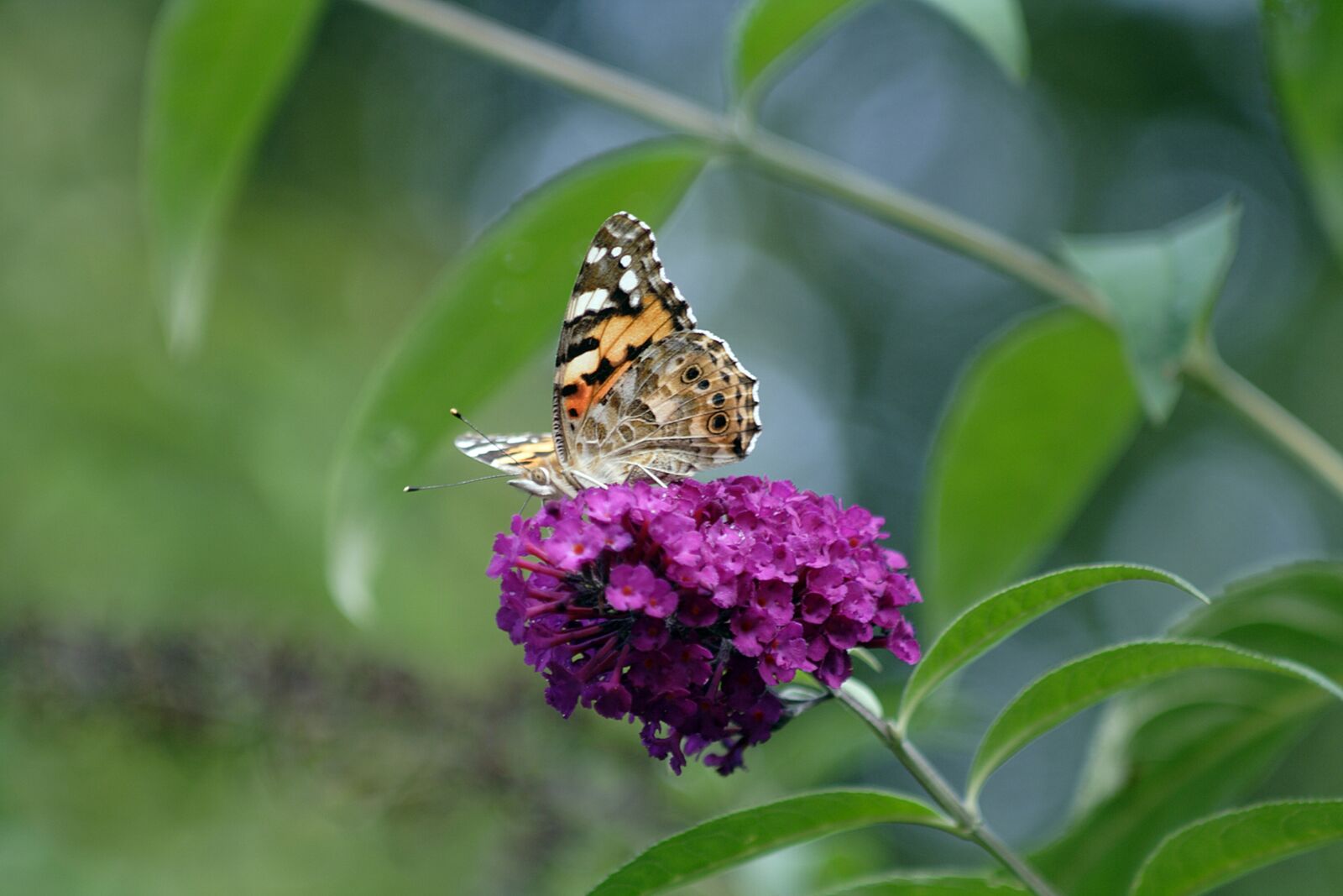 Canon EOS 350D (EOS Digital Rebel XT / EOS Kiss Digital N) sample photo. Butterfly, little fox, blossom photography