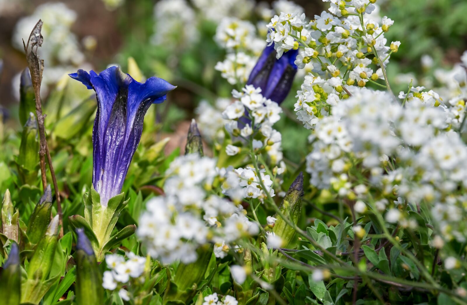 Fujifilm XF 55-200mm F3.5-4.8 R LM OIS sample photo. Gentian, flower, blossom photography
