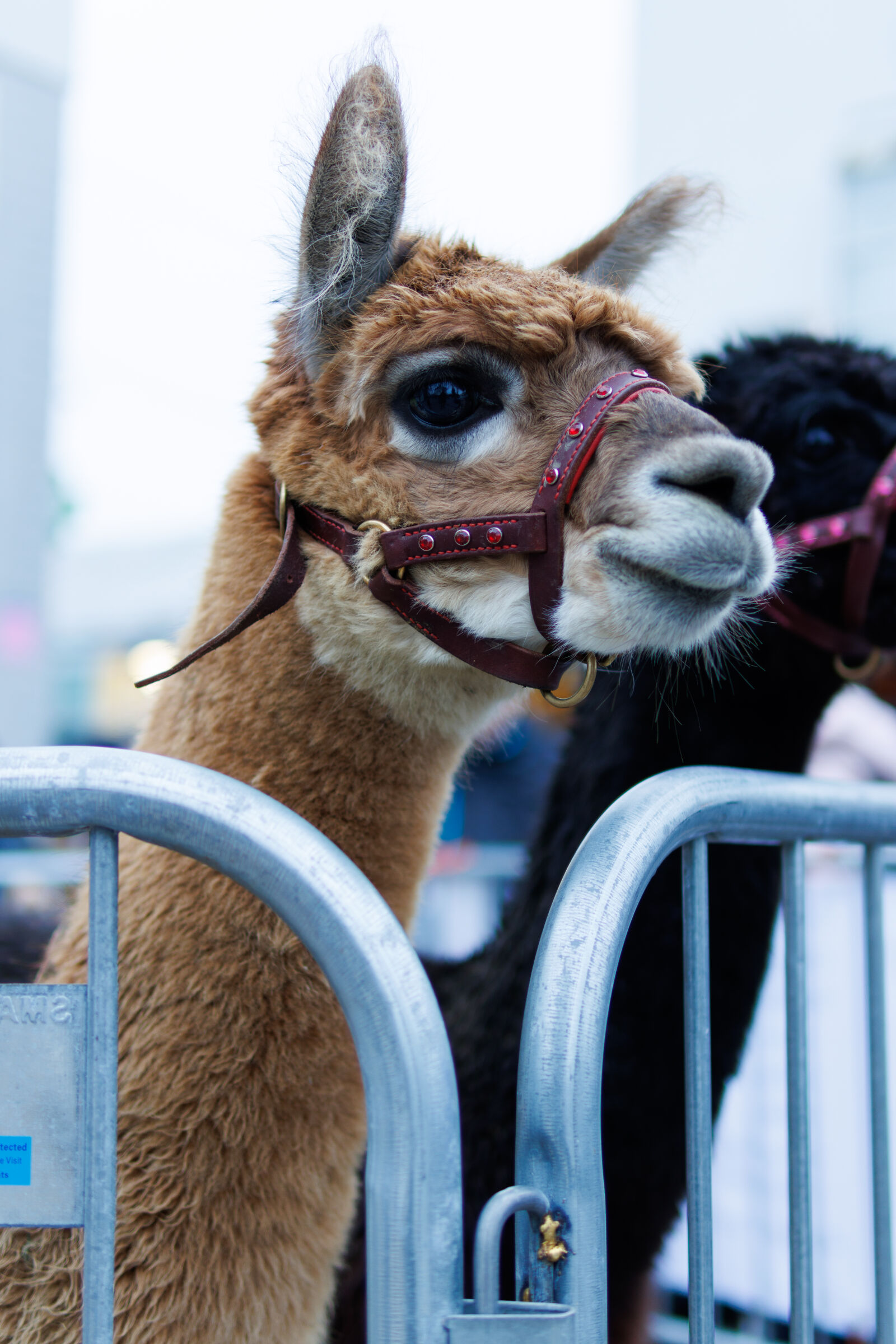 Sigma 30mm F1.4 DC DN | C sample photo. Cute animal morning photography