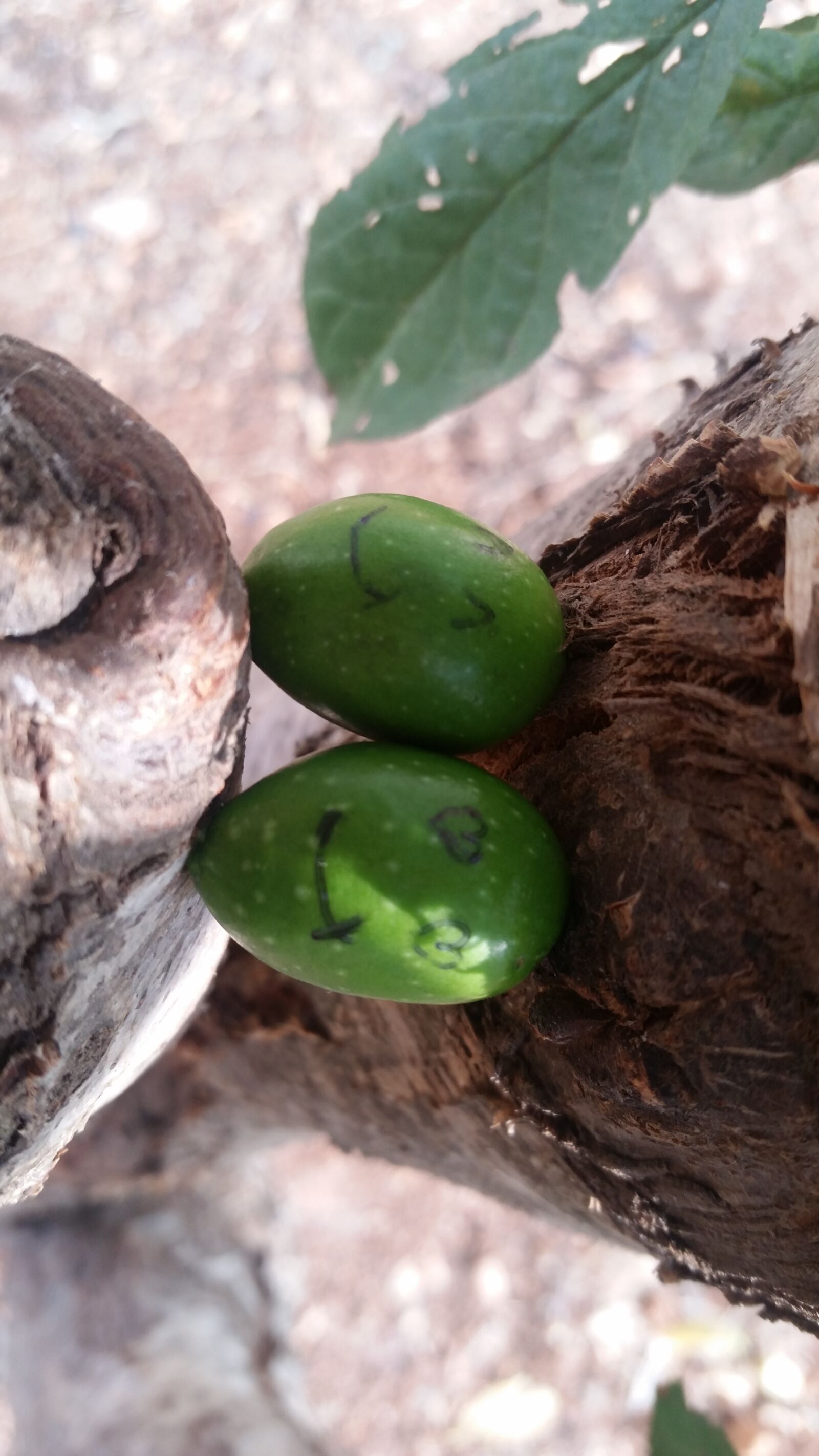 Samsung Galaxy S5 sample photo