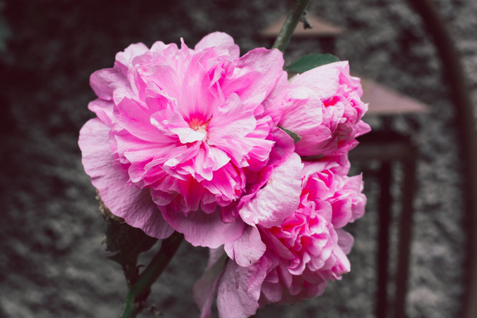 Nikon D7100 sample photo. Stock rose, garden, flower photography