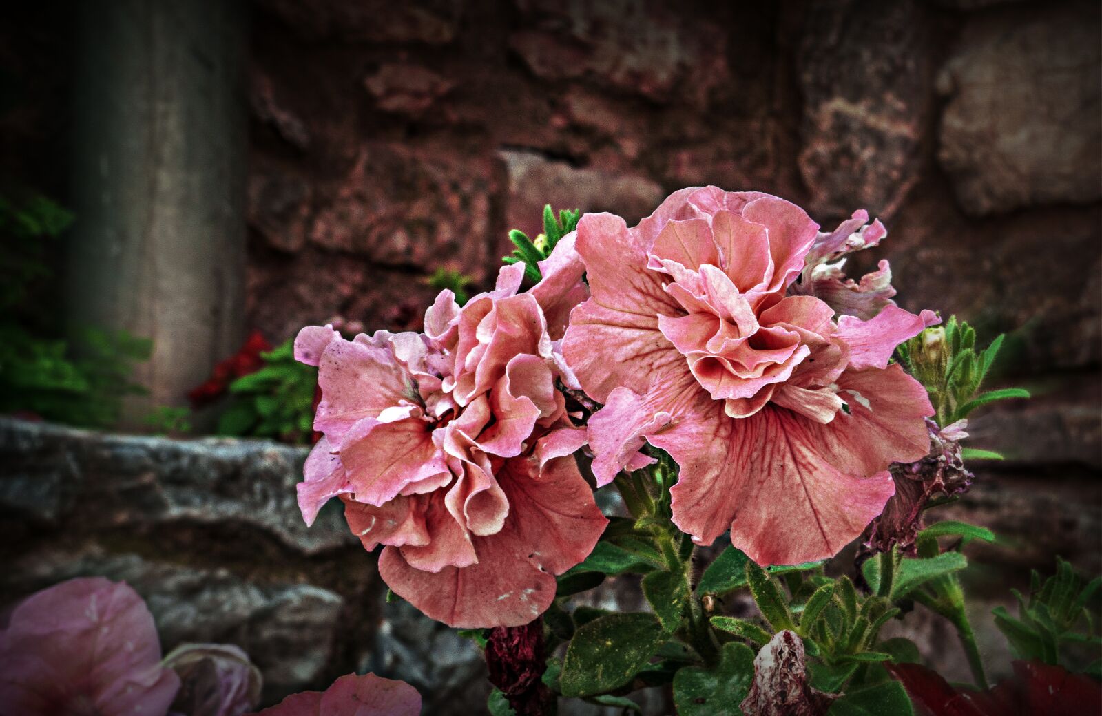 Sony a6000 sample photo. Nature, botany, flowers photography