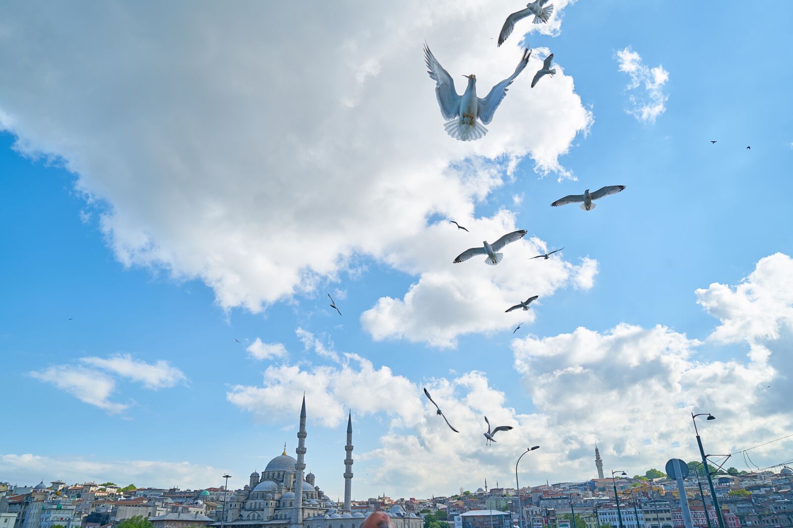 Sony a7R II sample photo. Seagull, bird, cami photography
