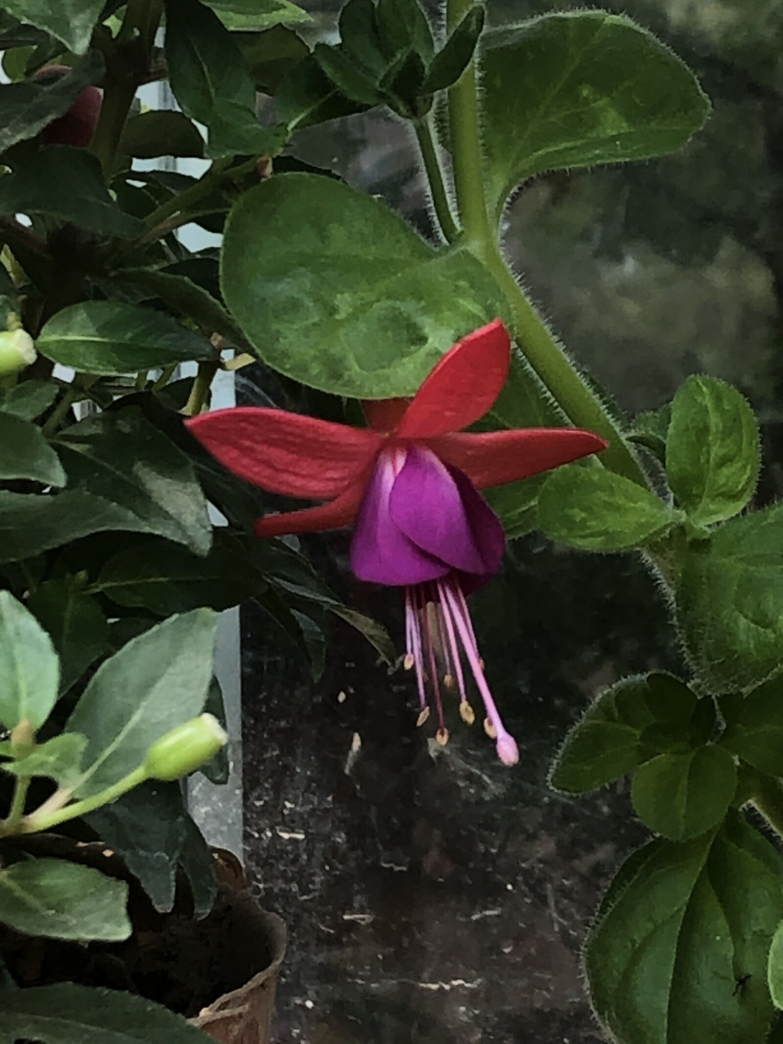 iPhone 8 Plus back dual camera 3.99mm f/1.8 sample photo. Flower, green, nature photography