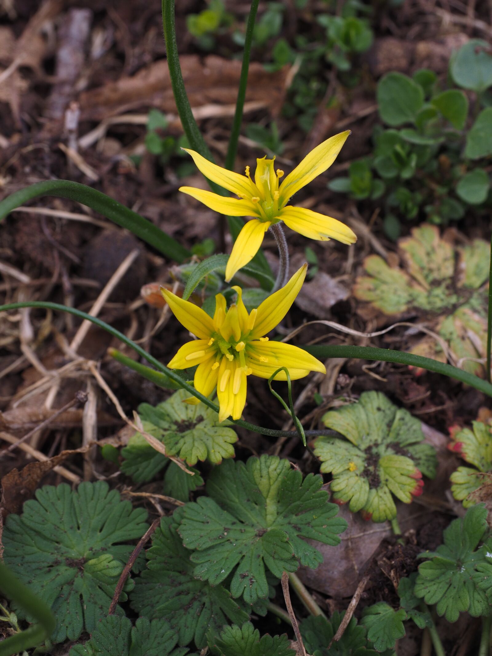 Olympus OM-D E-M1 + Olympus M.Zuiko Digital ED 12-40mm F2.8 Pro sample photo. Forest - yellow star photography