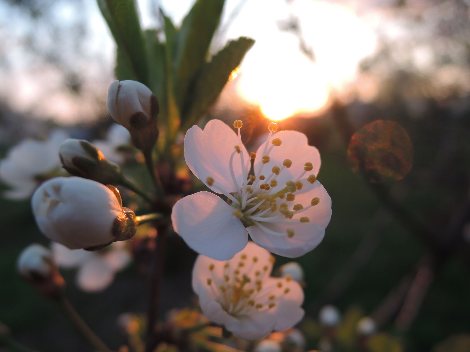 Nikon Coolpix P330 sample photo. Bloom, blooming, blossom, blossoming photography