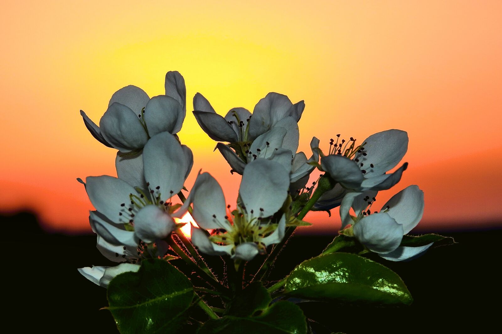 Nikon Coolpix P900 sample photo. Flowers, flourishing, beauty photography
