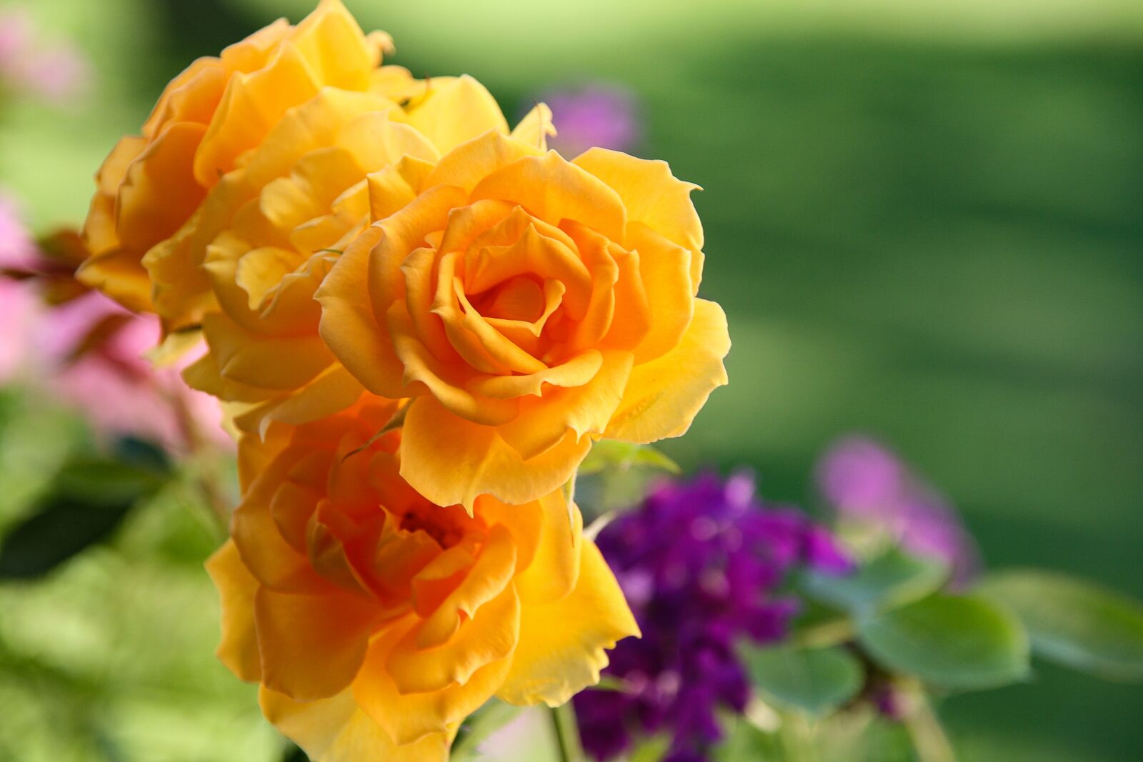 Canon EOS 400D (EOS Digital Rebel XTi / EOS Kiss Digital X) sample photo. Rose, yellow, blossom photography