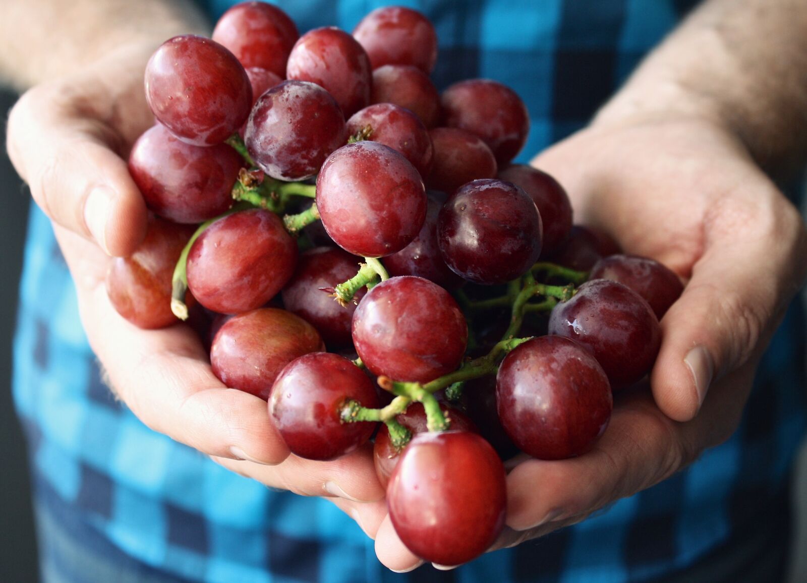 Canon EOS 1000D (EOS Digital Rebel XS / EOS Kiss F) sample photo. Grapes, hands holding, palm photography