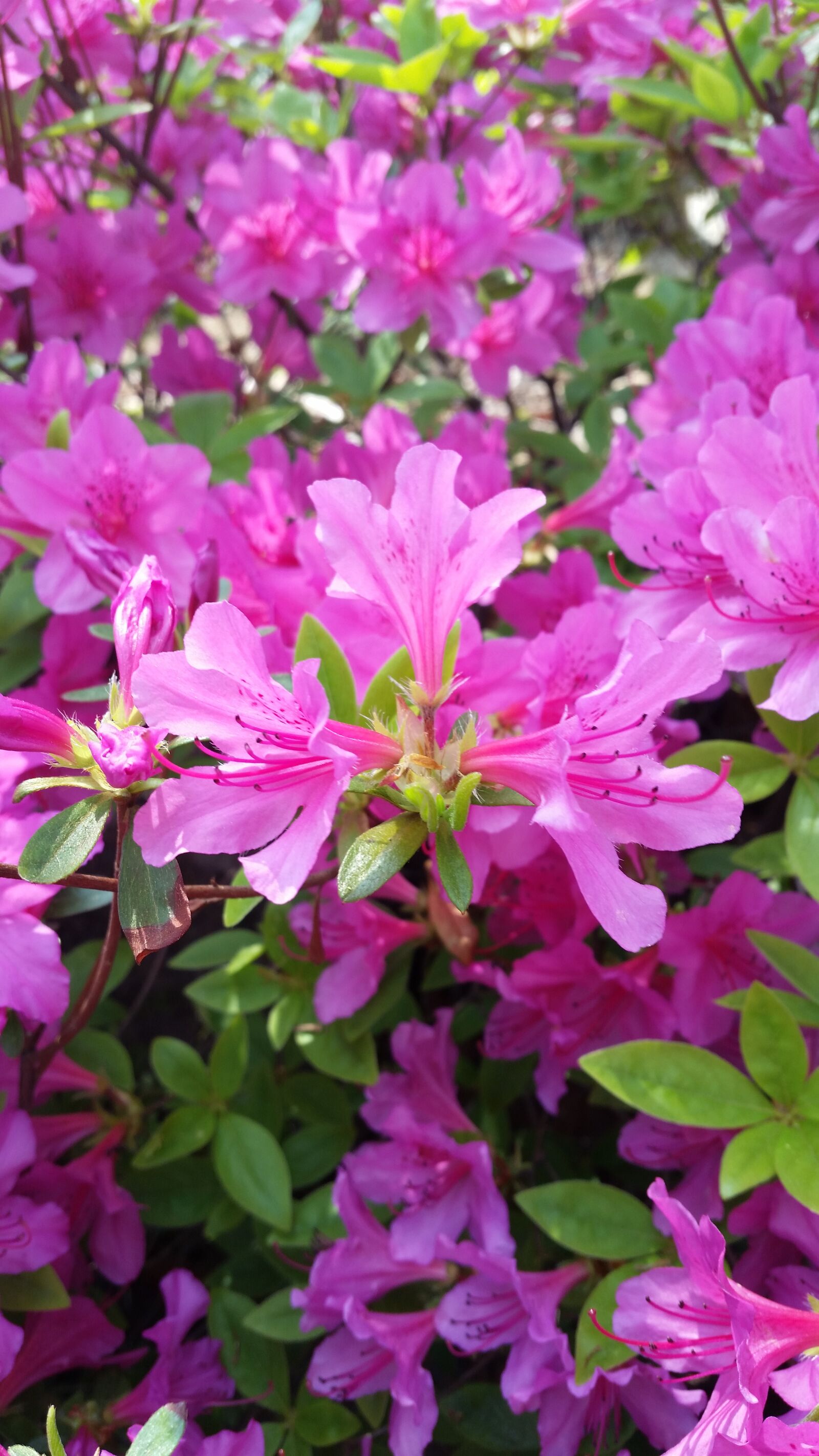 Samsung Galaxy S5 sample photo. Spring flowers, plants, nature photography